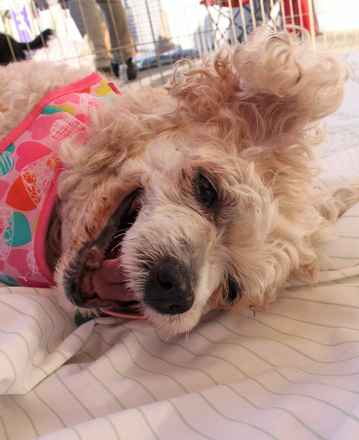 Taffy Twinkle