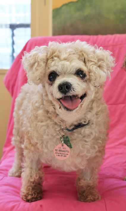Taffy Twinkle