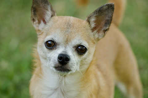 Miss Wiggles