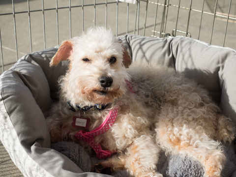 Daisy