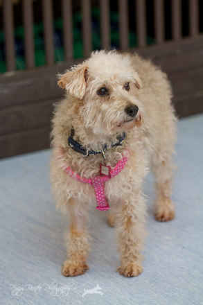 Daisy
