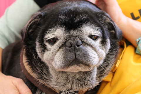 Frank