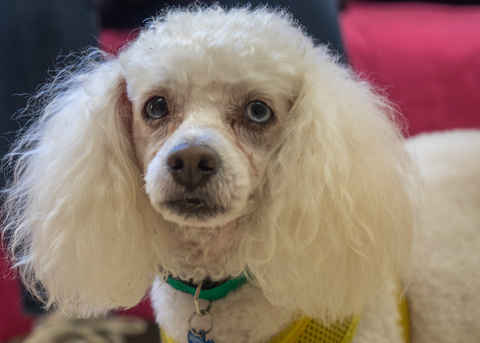 Coco
