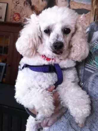 Holly
