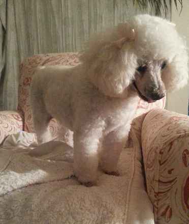 Holly