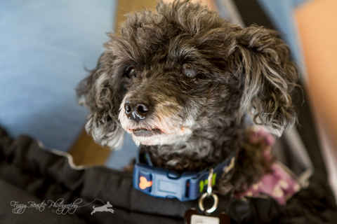 Josie