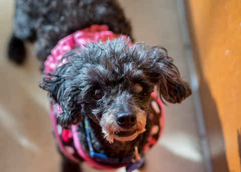 Josie
