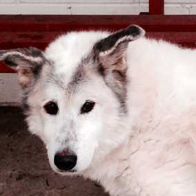 Wolfgang