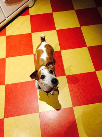 Spot
