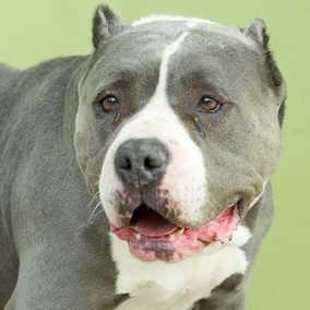 Franklin
