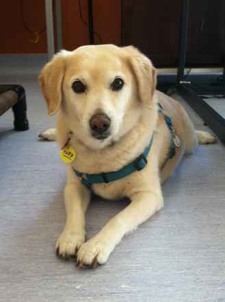 Toby