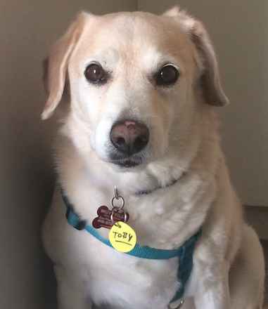 Toby