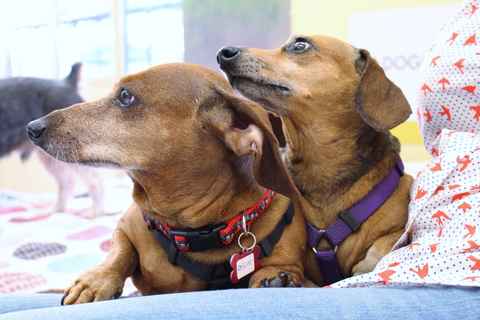 Oscar and Sheeba