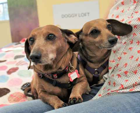 Oscar and Sheeba
