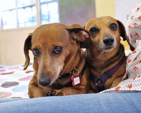 Oscar and Sheeba
