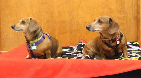 Oscar and Sheeba