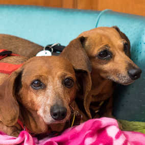 Oscar and Sheeba