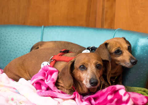 Oscar and Sheeba