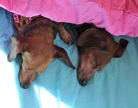 Oscar and Sheeba