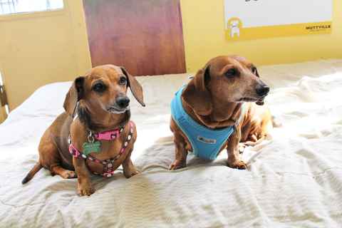 Oscar and Sheeba