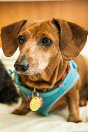 Oscar and Sheeba