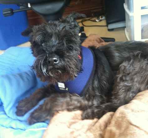 Fritzi