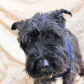 Fritzi