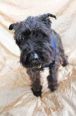 Fritzi