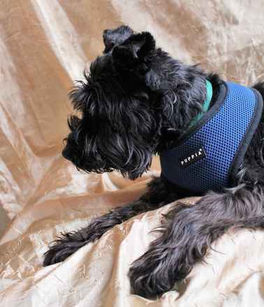 Fritzi