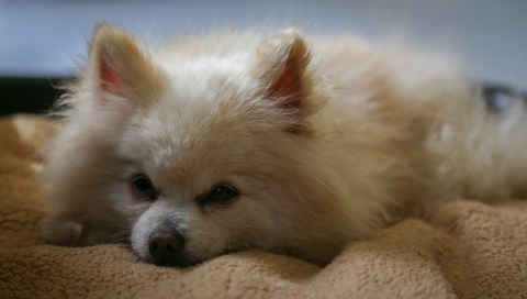 Billy Pup