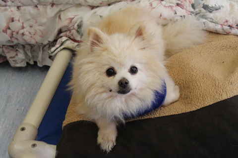 Billy Pup