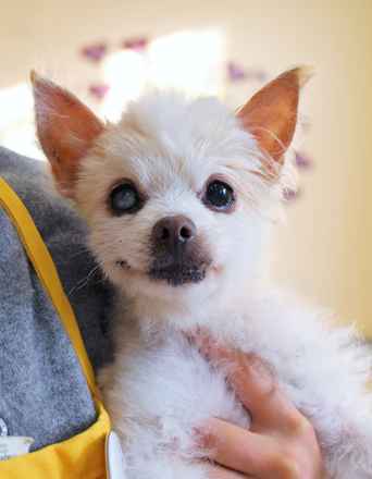 Billy Pup