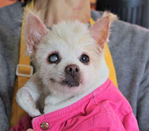 Billy Pup