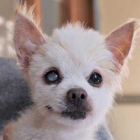 Billy Pup
