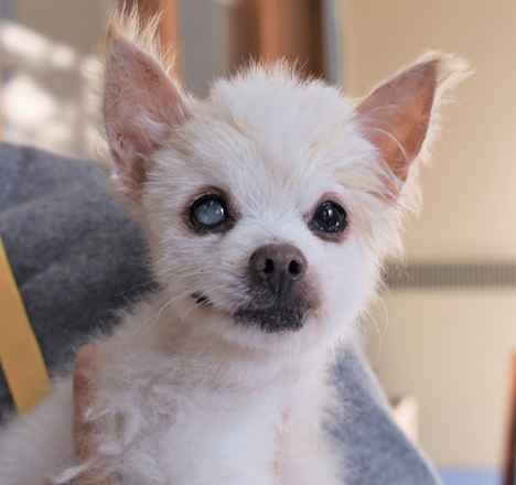 Billy Pup