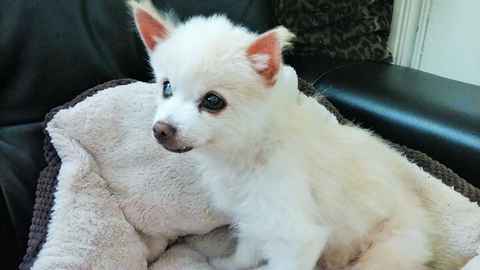 Billy Pup