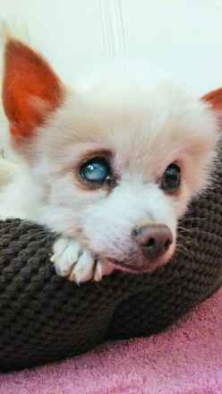 Billy Pup