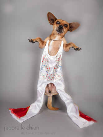 Elvis