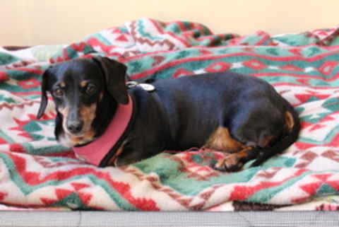 Roxie