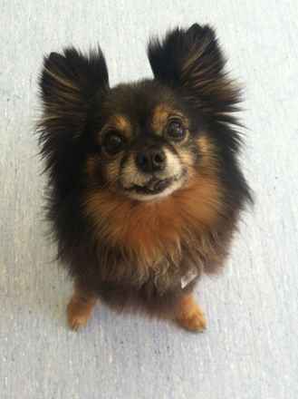 Trixie