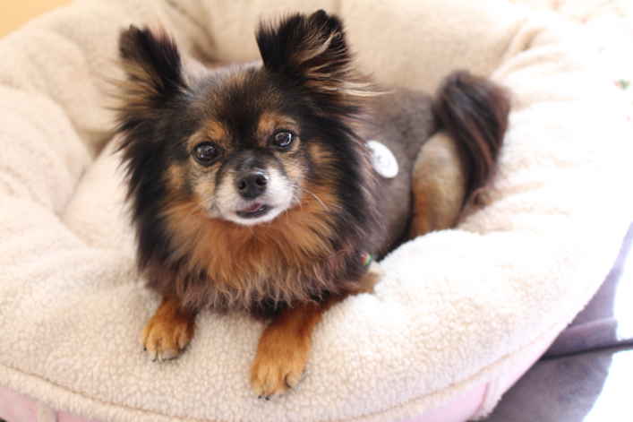 Trixie