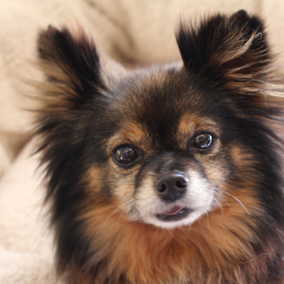 Trixie