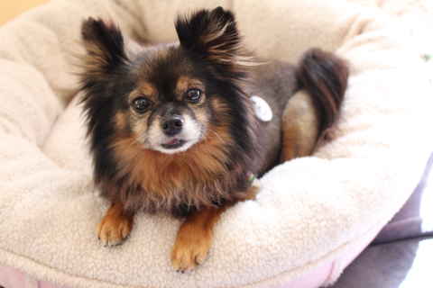 Trixie