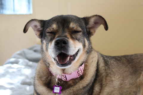 Brandy