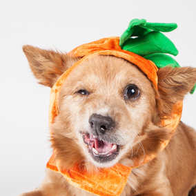 Pumpkin