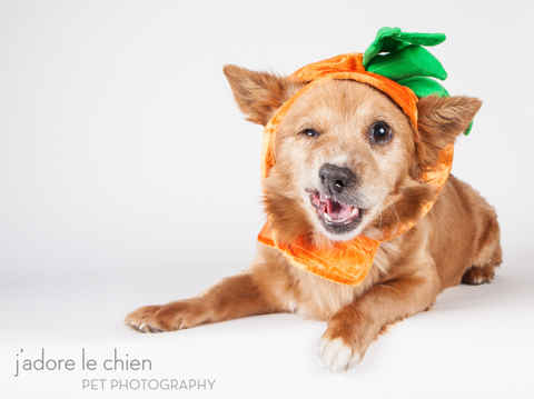 Pumpkin