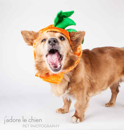 Pumpkin