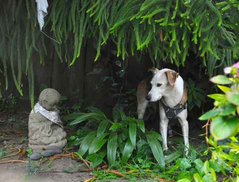 Buddy