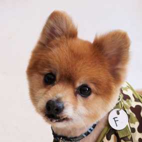 Louie
