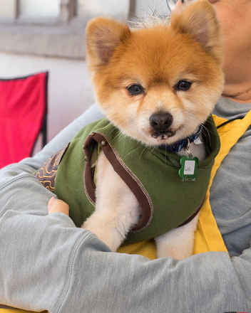 Louie
